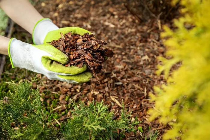 Excellent Mulching in Yuma, AZ