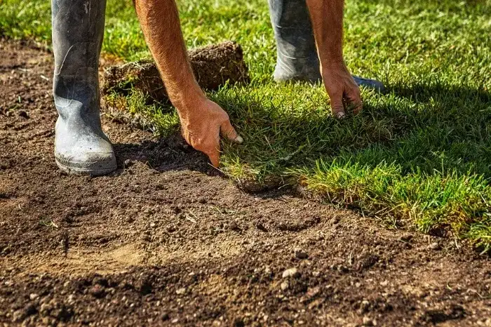 Excellent Sod Installation in Yuma, AZ