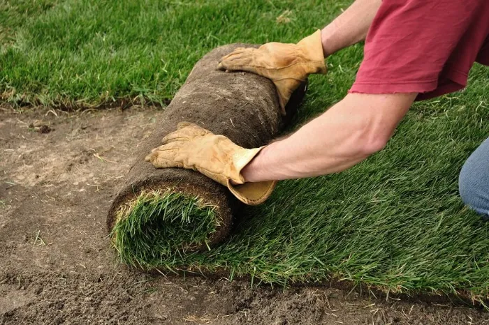 Proficient Sod Installation in Yuma, AZ