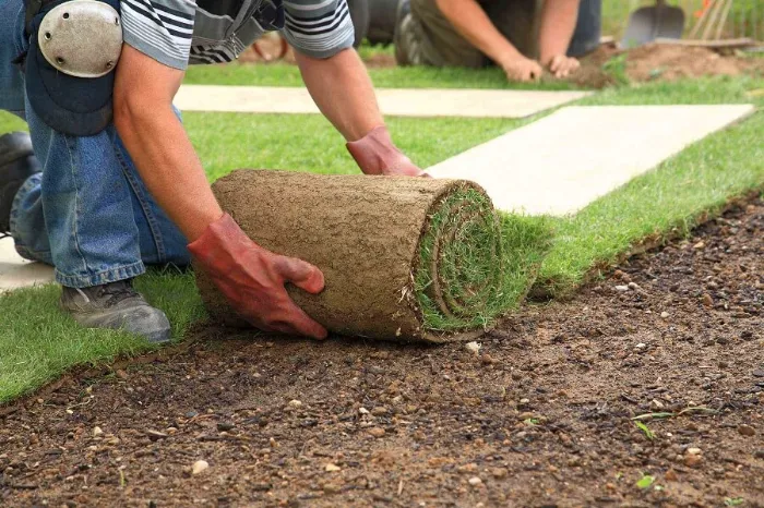 Trusted Sod Installation in Yuma, AZ